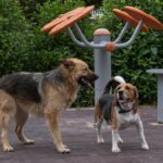 Um Casal De Caes Em Pe Um Ao Lado Do Outro JYlNuUaKYt8