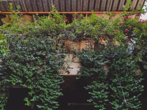 Plantas Verdes Perto Da Casa De Madeira Marrom W5POLJYzUZw