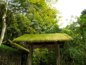 Portao Coberto De Musgo Em Uma Floresta Verdejante H7_6eXr_aR0