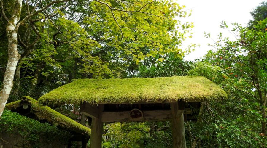 Portao Coberto De Musgo Em Uma Floresta Verdejante H7_6eXr_aR0